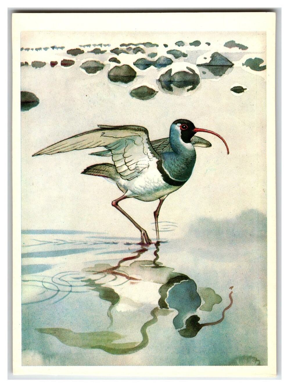 1979 Russian Ibisbill Bird Postcard - Rare Central Asia Wildlife Art